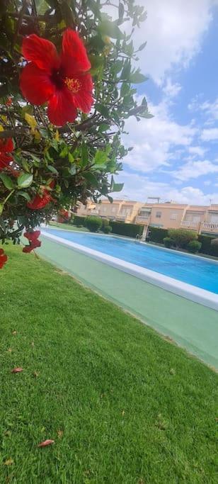 Bungalow Avec Piscine Torrevieja Esterno foto